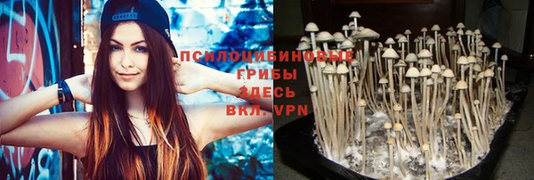 прущие грибы Абинск